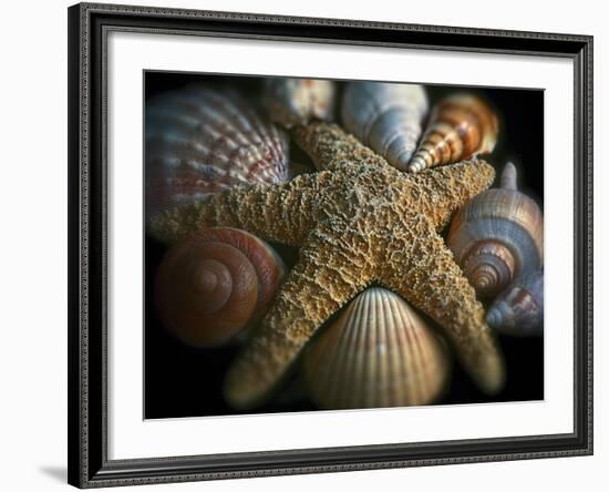 Starfish and Sea Shells-George Oze-Framed Photographic Print