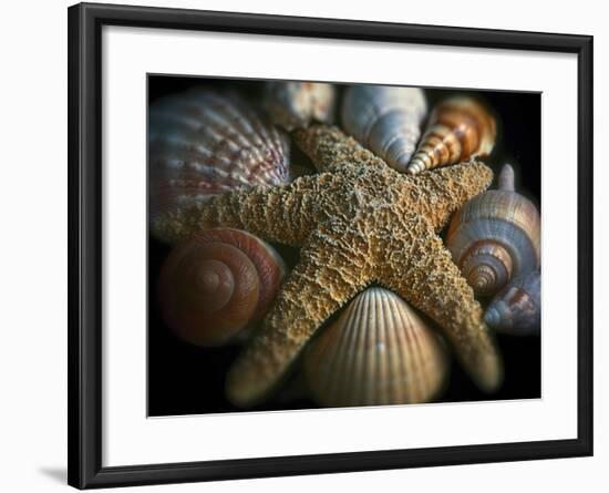 Starfish and Sea Shells-George Oze-Framed Photographic Print