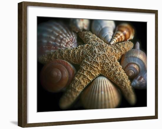 Starfish and Sea Shells-George Oze-Framed Photographic Print