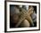 Starfish and Sea Shells-George Oze-Framed Photographic Print