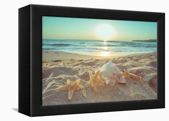 Starfish and Shells on the Beach at Sunrise-Deyan Georgiev-Framed Premier Image Canvas