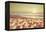 Starfish and Shells on the Beach at Sunrise-Deyan Georgiev-Framed Premier Image Canvas