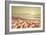 Starfish and Shells on the Beach at Sunrise-Deyan Georgiev-Framed Photographic Print