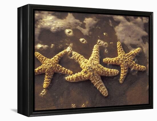 Starfish and Surf at Sunset, Maui, Hawaii, USA-Darrell Gulin-Framed Premier Image Canvas