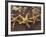 Starfish and Surf at Sunset, Maui, Hawaii, USA-Darrell Gulin-Framed Photographic Print