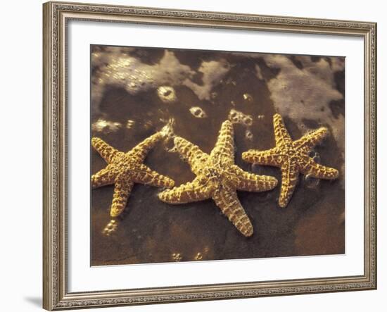 Starfish and Surf at Sunset, Maui, Hawaii, USA-Darrell Gulin-Framed Photographic Print