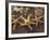 Starfish and Surf at Sunset, Maui, Hawaii, USA-Darrell Gulin-Framed Photographic Print