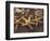 Starfish and Surf at Sunset, Maui, Hawaii, USA-Darrell Gulin-Framed Photographic Print