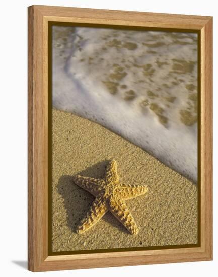 Starfish and Surf of Makena Beach, Maui, Hawaii, USA-Darrell Gulin-Framed Premier Image Canvas