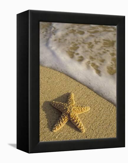 Starfish and Surf of Makena Beach, Maui, Hawaii, USA-Darrell Gulin-Framed Premier Image Canvas