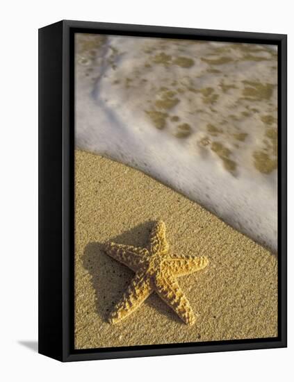 Starfish and Surf of Makena Beach, Maui, Hawaii, USA-Darrell Gulin-Framed Premier Image Canvas