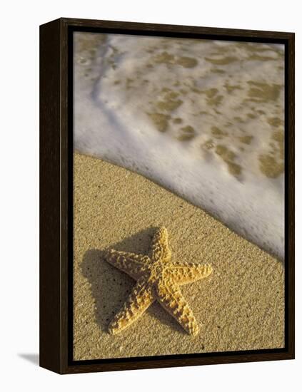 Starfish and Surf of Makena Beach, Maui, Hawaii, USA-Darrell Gulin-Framed Premier Image Canvas