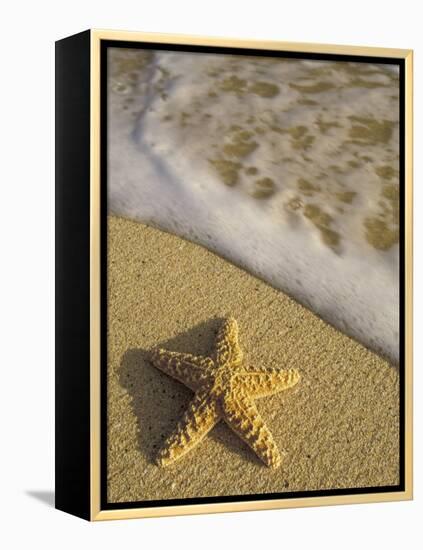 Starfish and Surf of Makena Beach, Maui, Hawaii, USA-Darrell Gulin-Framed Premier Image Canvas