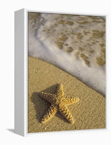 Starfish and Surf of Makena Beach, Maui, Hawaii, USA-Darrell Gulin-Framed Premier Image Canvas