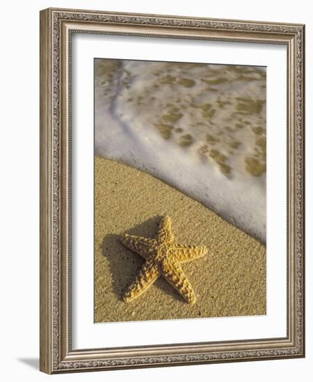 Starfish and Surf of Makena Beach, Maui, Hawaii, USA-Darrell Gulin-Framed Photographic Print