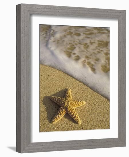 Starfish and Surf of Makena Beach, Maui, Hawaii, USA-Darrell Gulin-Framed Photographic Print