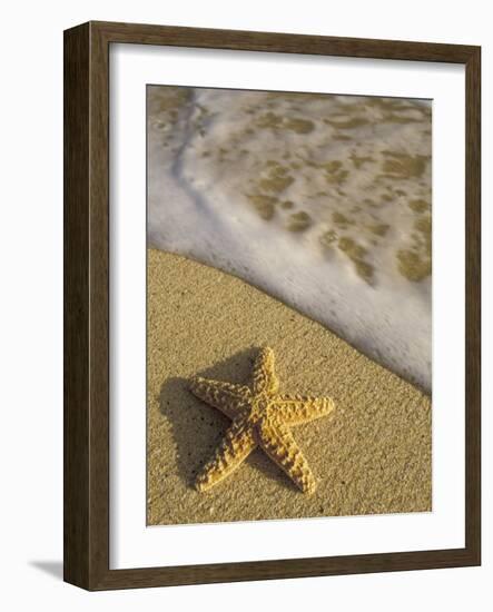 Starfish and Surf of Makena Beach, Maui, Hawaii, USA-Darrell Gulin-Framed Photographic Print