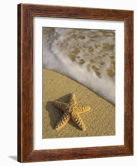 Starfish and Surf of Makena Beach, Maui, Hawaii, USA-Darrell Gulin-Framed Photographic Print