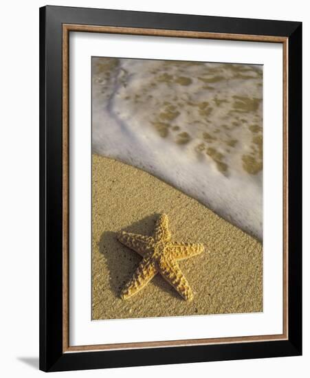 Starfish and Surf of Makena Beach, Maui, Hawaii, USA-Darrell Gulin-Framed Photographic Print