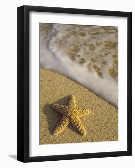 Starfish and Surf of Makena Beach, Maui, Hawaii, USA-Darrell Gulin-Framed Photographic Print