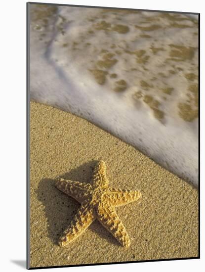 Starfish and Surf of Makena Beach, Maui, Hawaii, USA-Darrell Gulin-Mounted Photographic Print