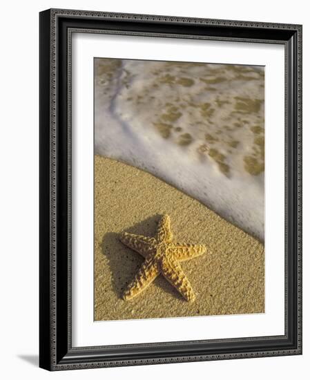 Starfish and Surf of Makena Beach, Maui, Hawaii, USA-Darrell Gulin-Framed Photographic Print