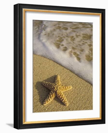 Starfish and Surf of Makena Beach, Maui, Hawaii, USA-Darrell Gulin-Framed Photographic Print