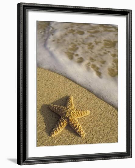 Starfish and Surf of Makena Beach, Maui, Hawaii, USA-Darrell Gulin-Framed Photographic Print