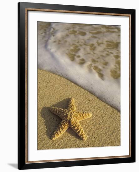 Starfish and Surf of Makena Beach, Maui, Hawaii, USA-Darrell Gulin-Framed Photographic Print