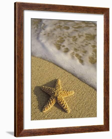 Starfish and Surf of Makena Beach, Maui, Hawaii, USA-Darrell Gulin-Framed Photographic Print
