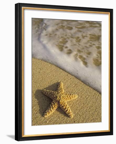 Starfish and Surf of Makena Beach, Maui, Hawaii, USA-Darrell Gulin-Framed Photographic Print