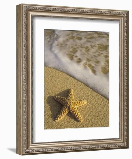 Starfish and Surf of Makena Beach, Maui, Hawaii, USA-Darrell Gulin-Framed Photographic Print