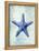 Starfish B-GI ArtLab-Framed Premier Image Canvas