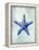 Starfish B-GI ArtLab-Framed Premier Image Canvas