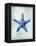 Starfish B-GI ArtLab-Framed Premier Image Canvas