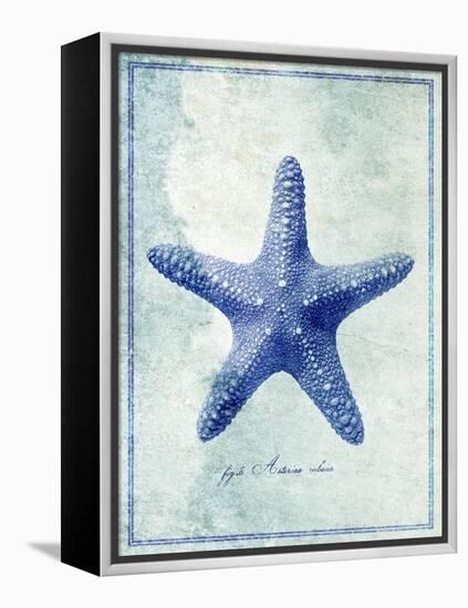 Starfish B-GI ArtLab-Framed Premier Image Canvas