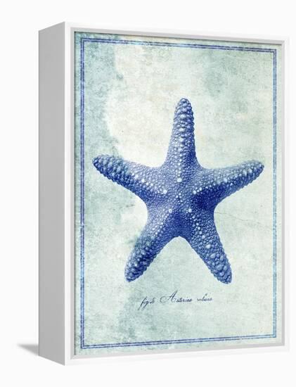 Starfish B-GI ArtLab-Framed Premier Image Canvas