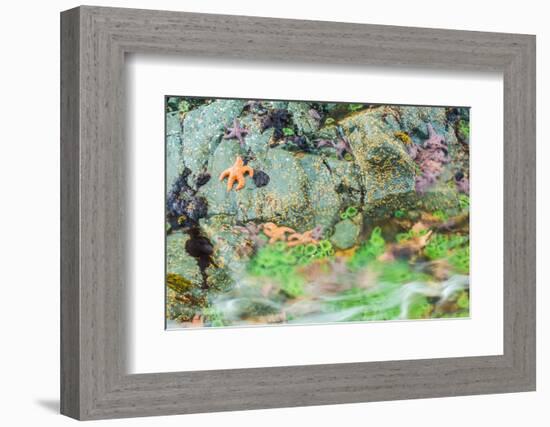 Starfish, Bamdoroshni Island off the coast of Sitka, Alaska-Mark A Johnson-Framed Photographic Print