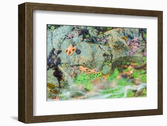 Starfish, Bamdoroshni Island off the coast of Sitka, Alaska-Mark A Johnson-Framed Photographic Print