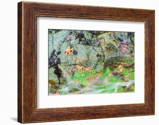 Starfish, Bamdoroshni Island off the coast of Sitka, Alaska-Mark A Johnson-Framed Photographic Print