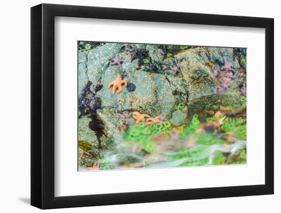 Starfish, Bamdoroshni Island off the coast of Sitka, Alaska-Mark A Johnson-Framed Photographic Print