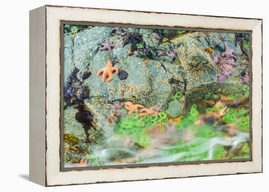 Starfish, Bamdoroshni Island off the coast of Sitka, Alaska-Mark A Johnson-Framed Premier Image Canvas