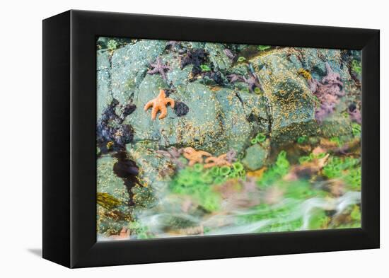 Starfish, Bamdoroshni Island off the coast of Sitka, Alaska-Mark A Johnson-Framed Premier Image Canvas