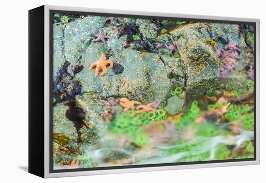 Starfish, Bamdoroshni Island off the coast of Sitka, Alaska-Mark A Johnson-Framed Premier Image Canvas