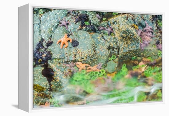 Starfish, Bamdoroshni Island off the coast of Sitka, Alaska-Mark A Johnson-Framed Premier Image Canvas