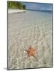 Starfish Beach, Bocas Del Drago, Isla Colon, Bocas Del Toro, Panama, Central America-null-Mounted Photographic Print