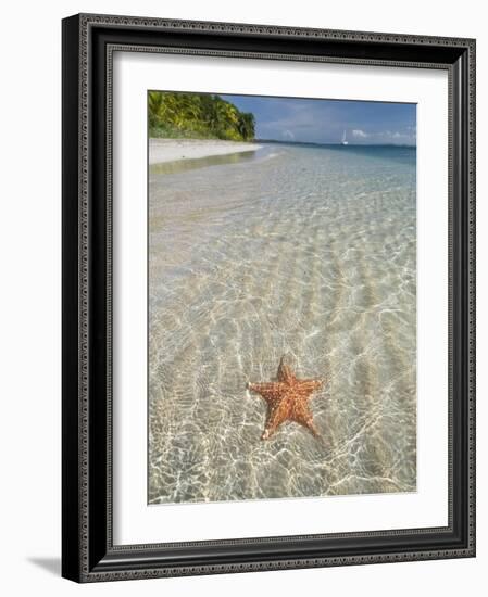 Starfish Beach, Bocas Del Drago, Isla Colon, Bocas Del Toro, Panama, Central America-null-Framed Photographic Print