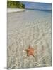 Starfish Beach, Bocas Del Drago, Isla Colon, Bocas Del Toro, Panama, Central America-null-Mounted Photographic Print