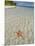 Starfish Beach, Bocas Del Drago, Isla Colon, Bocas Del Toro, Panama, Central America-null-Mounted Photographic Print