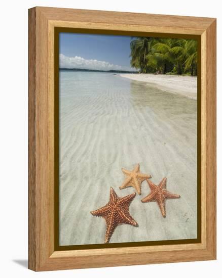 Starfish Beach, Bocas Del Drago, Isla Colon, Bocas Del Toro, Panama, Central America-null-Framed Premier Image Canvas